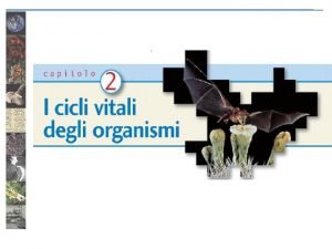 I cicli vitali La maggior parte degli animali