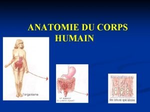 Termes relatifs à l'orientation anatomique