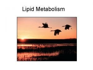 Lipid Metabolism Overview Fatty acids F A s