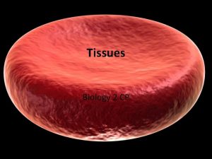Cells form tissues. tissues form __________.