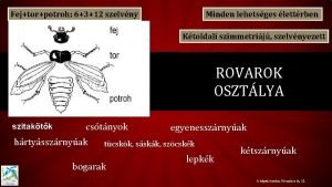 Fejtorpotroh 6312 szelvny Minden lehetsges lettrben Ktoldali szimmetrij