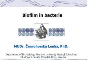 Biofilm in bacteria MUDr ernohorsk Lenka Ph D