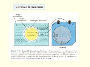 Potenziale di membrana Il potenziale di membrana pu