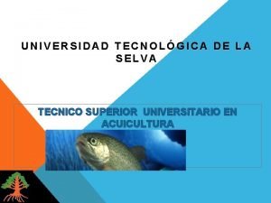 UNIVERSIDAD TECNOLGICA DE LA SELVA TECNICO SUPERIOR UNIVERSITARIO