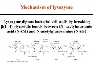 Mechanism of lysozyme Lysozyme digests bacterial cell walls
