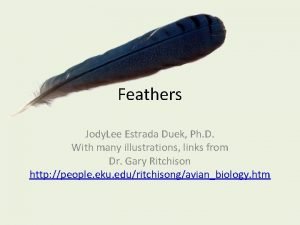 Feathers Jody Lee Estrada Duek Ph D With