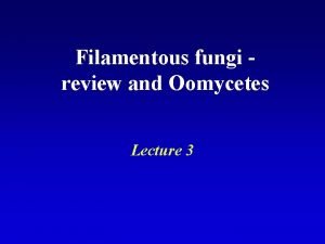 Filamentous fungi review and Oomycetes Lecture 3 Four