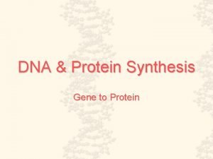 DNA Protein Synthesis Gene to Protein Nucleic Acids