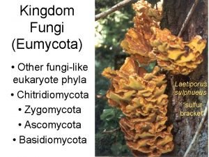 Kingdom Fungi Eumycota Other fungilike eukaryote phyla Chitridiomycota