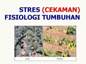 STRES CEKAMAN FISIOLOGI TUMBUHAN STRES CEKAMAN segala kondisi