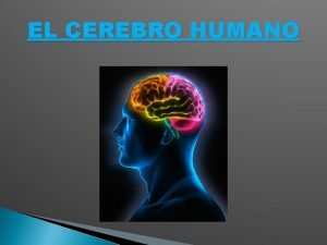 EL CEREBRO HUMANO Este es responsable de nuestros