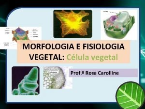 MORFOLOGIA E FISIOLOGIA VEGETAL Clula vegetal Prof Rosa