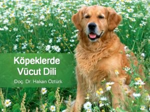 Köpeklerde aktif boyun eğme davranışı