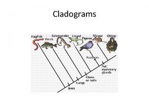 Cladograms What does a cladogram show us A