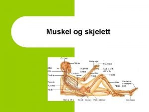 Muskel og skjelett Nkkelfakta Lrum og Ihlebk l