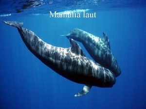 Mamalia laut Seperti mamalia pada umumnya mamalia laut