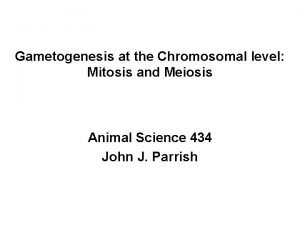 What is meiosis 2