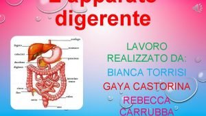 Lapparato digerente LAVORO REALIZZATO DA BIANCA TORRISI GAYA