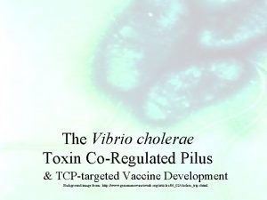 Toxin-coregulated pilus