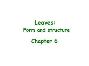 Internal structure of leaf