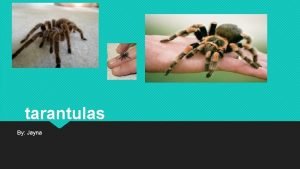 tarantulas By Jayna What do they eat They