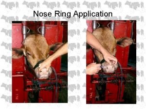 Nose Ring Application Nose Ring Application Nose Ring