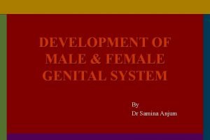 Genitalia