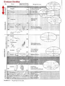 proterozoikum paleozoikum mesozoikum kenozoikum Evoluce lovka Na zatku