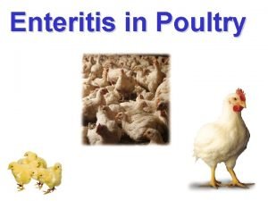 Enteritis in Poultry Gizzard Pancreas Duodenum E acervulina