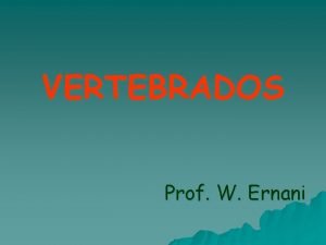VERTEBRADOS Prof W Ernani Os vertebrados so animais