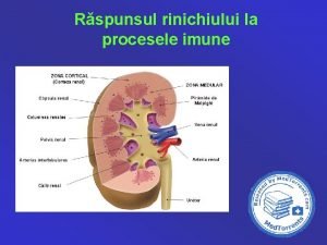 Rspunsul rinichiului la procesele imune Rspunsul rinichiului la