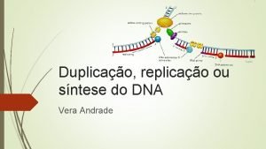 Duplicao replicao ou sntese do DNA Vera Andrade