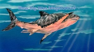 Megalodon vs great white size