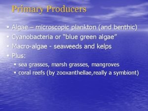 Primary Producers Algae microscopic plankton and benthic Cyanobacteria