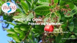 Parler du Cajou Penser au Vietnam Alex Tran