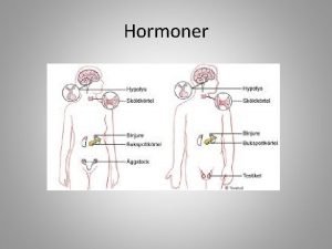 Kroppens hormonsystem