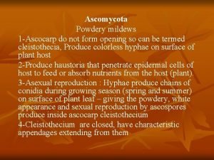 Ascomycota Powdery mildews 1 Ascocarp do not form