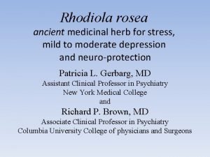 Rhodiola rosea ancient medicinal herb for stress mild