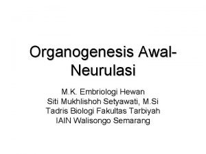 Organogenesis Awal Neurulasi M K Embriologi Hewan Siti