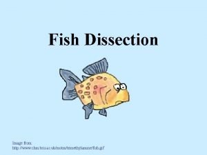 Fish Dissection Image from http www chm bris