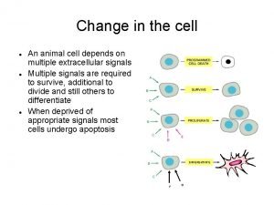 Change in the cell An animal cell depends