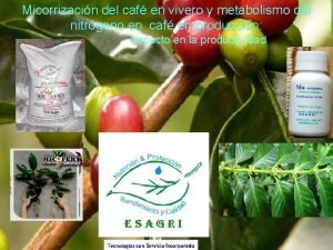 Micorrizacin del caf en vivero y metabolismo del