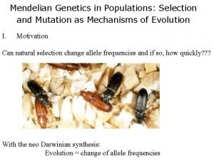 Mutation selection balance