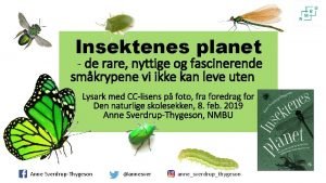 Insektenes planet de rare nyttige og fascinerende smkrypene