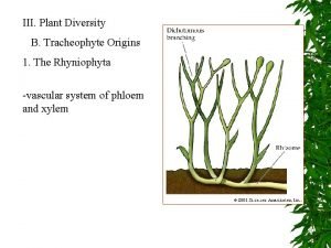 III Plant Diversity B Tracheophyte Origins 1 The