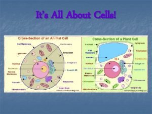 Nonliving cells