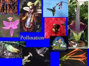 Pollination syndrome