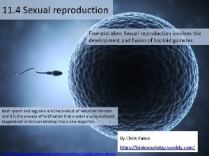 11 4 Sexual reproduction Essential idea Sexual reproduction