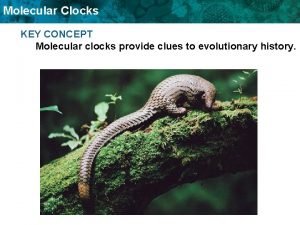 Molecular Clocks KEY CONCEPT Molecular clocks provide clues