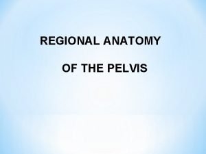 Saccus profundus perinei Saccus profundus perinei